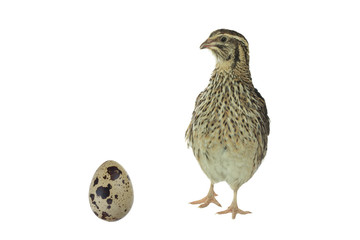 quail with egg isolated on white background