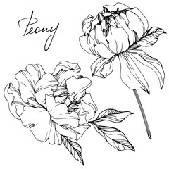 Vector Peony floral botanical flower. Black and white engraved ink art. Isolated peony illustration element.
