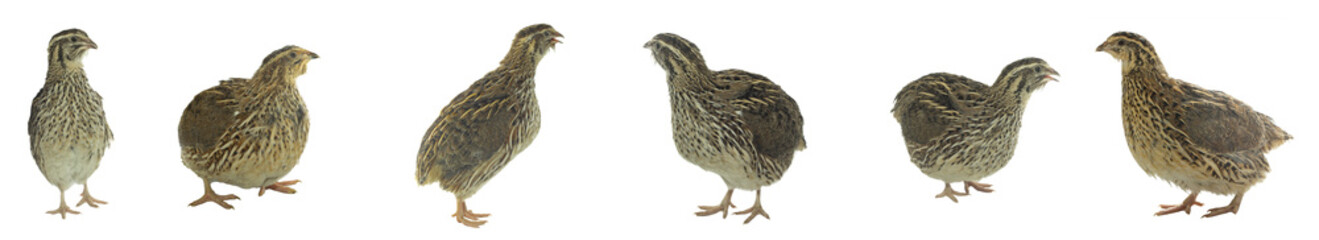 set of quails isolated on white background banner