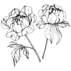 Vector Peony floral botanical flower. Black and white engraved ink art. Isolated peony illustration element.