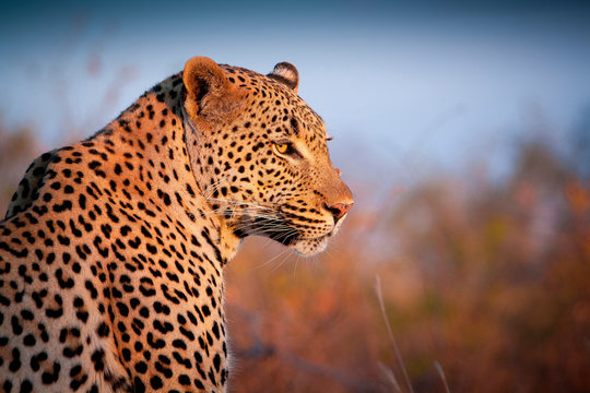 Close up of leopard standing in Sabi Sands Game Reserve