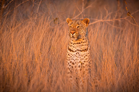 Leopard sitting in tall dry grass