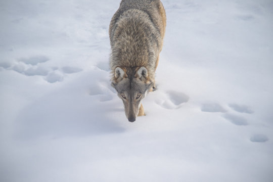 รูปภาพPredatore – เลือกดูภาพถ่ายสต็อก เวกเตอร์ และวิดีโอ8,806 | Adobe Stock