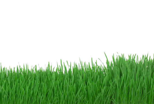fresh green grass isolated on white background © lewal2010