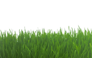 Fototapeta premium fresh green grass isolated on white background