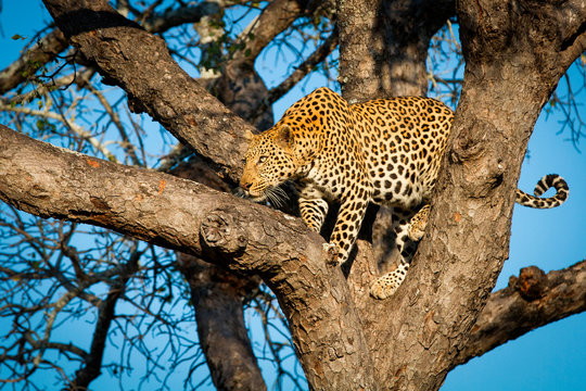 Leopard standing in fork of tree