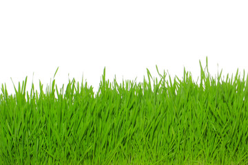 Fototapeta premium fresh green grass isolated on white background