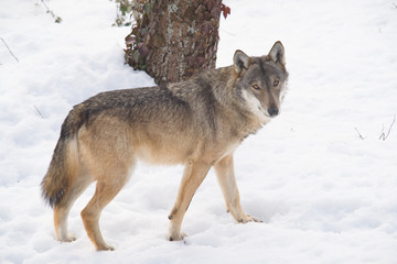 parco nazionale d'abruzzo