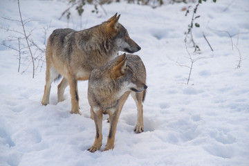 parco nazionale d'abruzzo