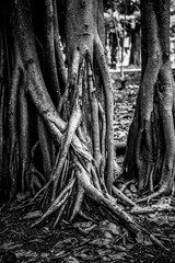 Fototapeta na wymiar biggest root of tree, biggest root monochrome, biggest root black and white, largest root of tree