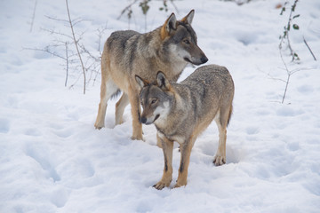parco nazionale d'abruzzo