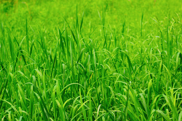 fresh green grass background