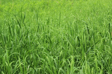 fresh green grass background