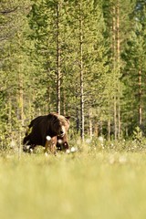 bear in forest at sunny summer day