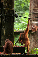Gallant orang-utan in Borneo's zoo