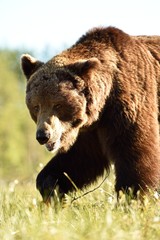 Obraz premium Walking brown bear close-up at daylight in summer
