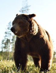brown bear very close. bear close up at summerday