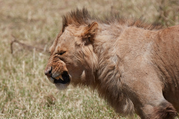 Close up portrait of a young lion , Safari , Ngorongro Tanzania 