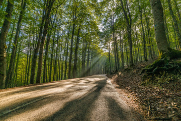 Fototapeta premium parco nazionale d'abruzzo