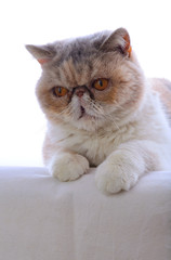 persian exotic cat