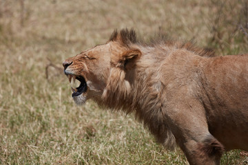 Close up portrait of a young lion , Safari , Ngorongro Tanzania 