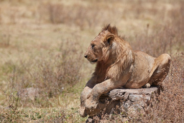 Naklejka na ściany i meble Close up portrait of a young lion , Safari , Ngorongro Tanzania 