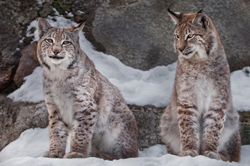 Fototapeta premium a couple of cats cunningly sitting. couple of cats sitting.Two lynxes in the snow in winter, friendly couple; slender and beautiful animals are very similar to each other.