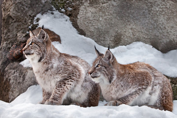 sit and watch together. Two lynxes in the snow in winter,  friendly couple; slender and beautiful animals are very similar to each other.