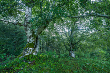parco nazionale d'abruzzo
