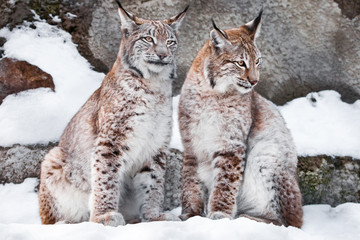 Proudly sit next. Two lynxes in the snow in winter,  friendly couple; slender and beautiful animals are very similar to each other.