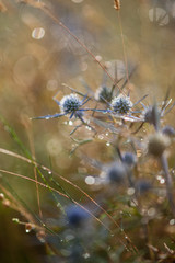 parco nazionale d'abruzzo