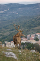 parco nazionale d'abruzzo