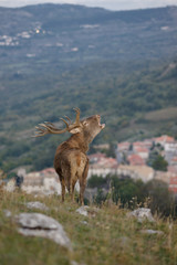 parco nazionale d'abruzzo