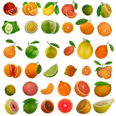 set of citrous fruit isolated on white background