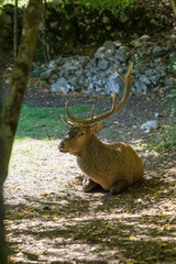 parco nazionale d'abruzzo
