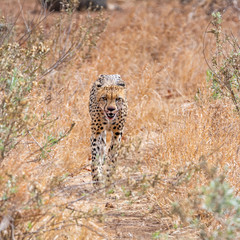 Cheetah