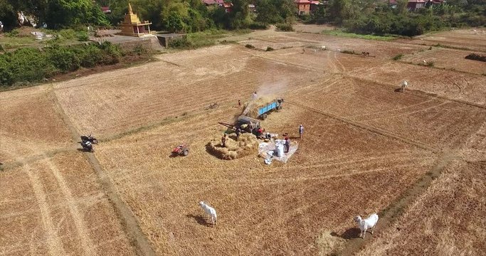aerial static view of farmers threshing rice with machine directly in the truck