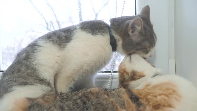 funny video cat. cats lick lifestyle each other kitten. slow motion video. Cats grooming and licking each other. pet a cute video