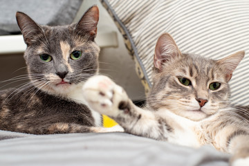 Love and friendship of pets. Two cats lie on soft pillows, one funny with the tip of the tongue hanging out, looking intently at the photographer, the other relaxing with an extended paw. Close-up.