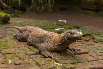 Komodo Dragon