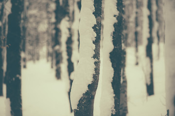 parco nazionale d'abruzzo