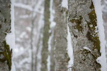 Obraz premium parco nazionale d'abruzzo