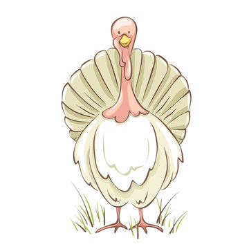 White turkey. Funny vector illustration, sketch -- poultry