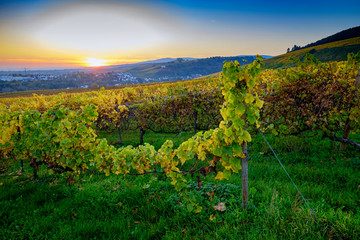 Fototapeta premium Zachód słońca w winnicach Rheingau