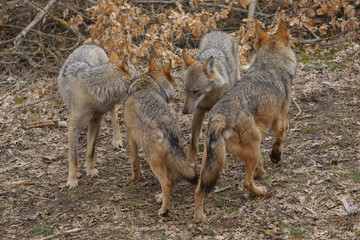parco nazionale d'abruzzo