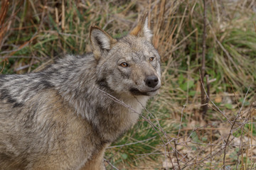 parco nazionale d'abruzzo