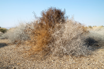 A rare bushes in desert