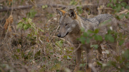 parco nazionale d'abruzzo