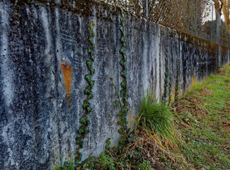 old wall in nature