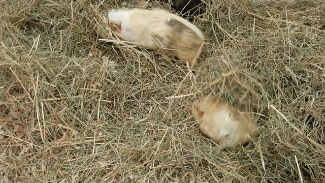 Guinea Pigs In Hay Moving Around